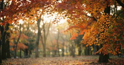 紅葉を美しく撮る設定とロケーション選び：Leicaの色味を活かす撮影術