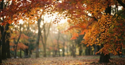 紅葉を美しく撮る設定とロケーション選び：Leicaの色味を活かす撮影術