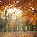 紅葉を美しく撮る設定とロケーション選び：Leicaの色味を活かす撮影術