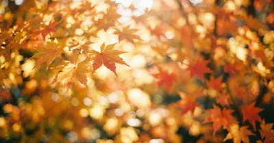 ポートレート撮影に向いてるカメラの条件とは？副業フォトグラファーが解説