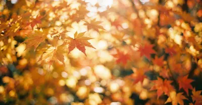 ポートレート撮影に向いてるカメラの条件とは？副業フォトグラファーが解説