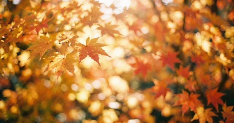 ポートレート撮影に向いてるカメラの条件とは？副業フォトグラファーが解説