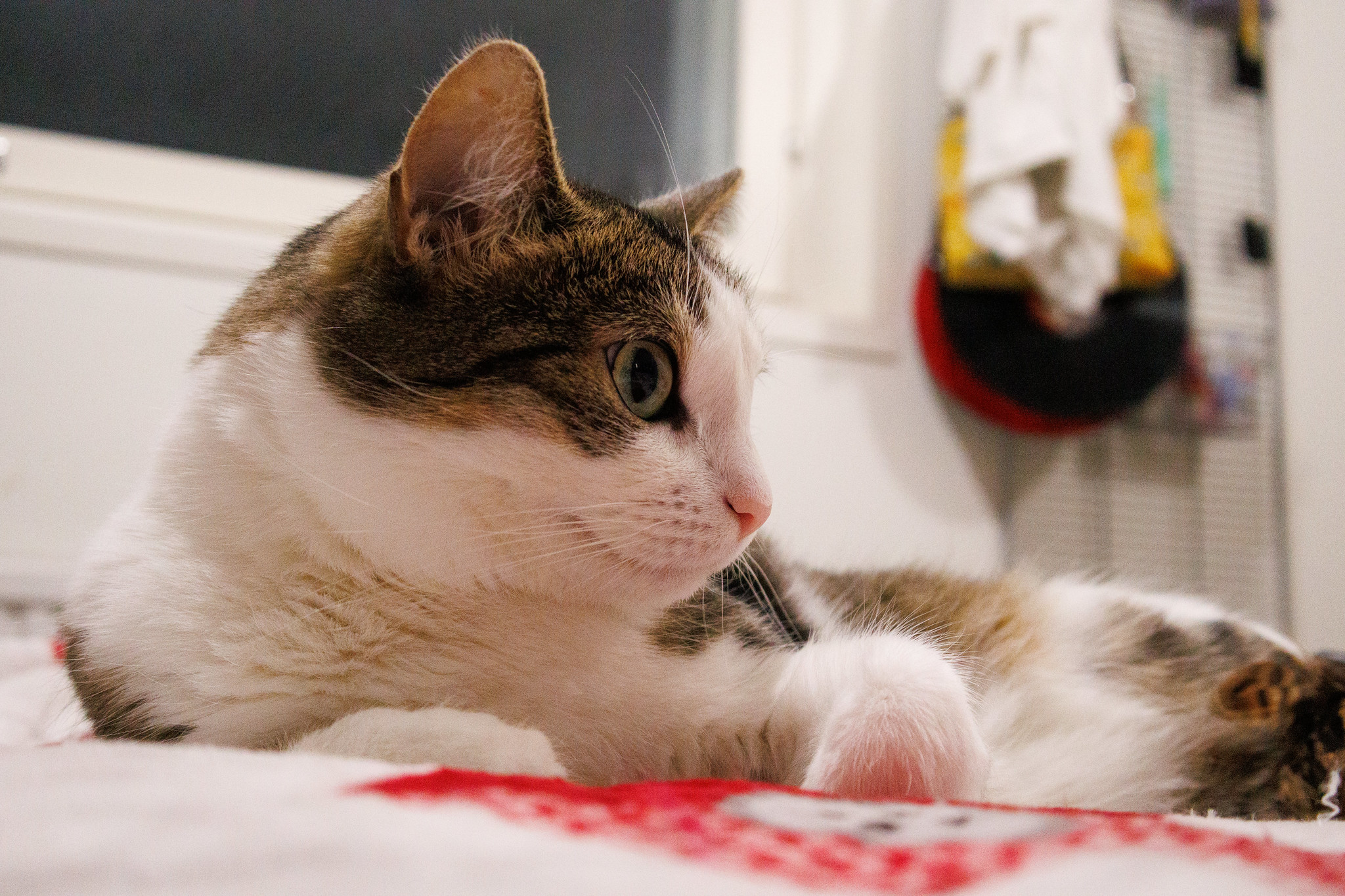 Canon EOS R50で撮影した猫の作例